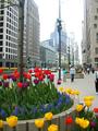 Tulips on Mich Ave 2.jpg